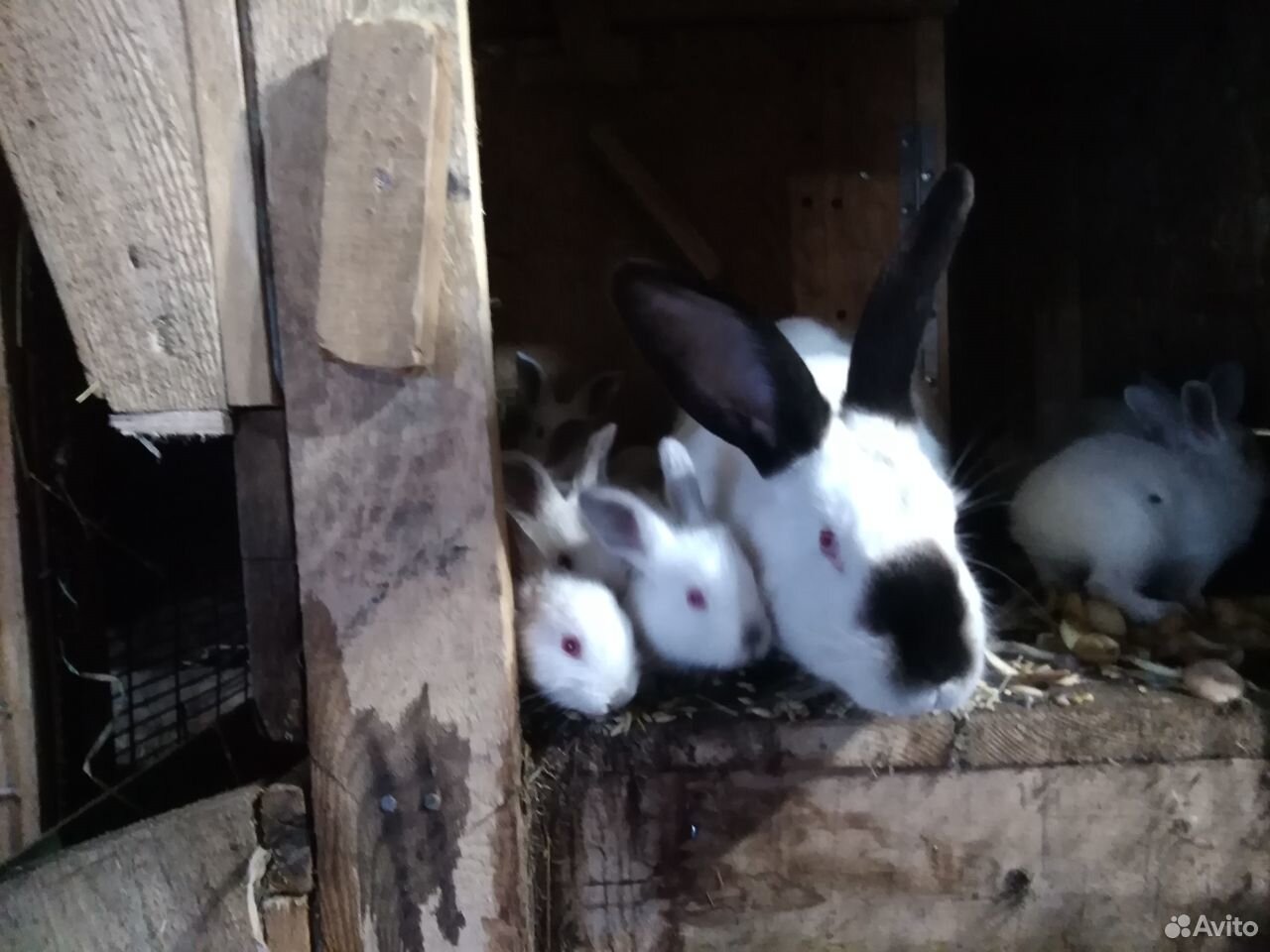 Кролики малыши купить на Зозу.ру - фотография № 1