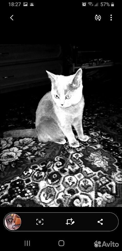 Британка кошка купить на Зозу.ру - фотография № 1