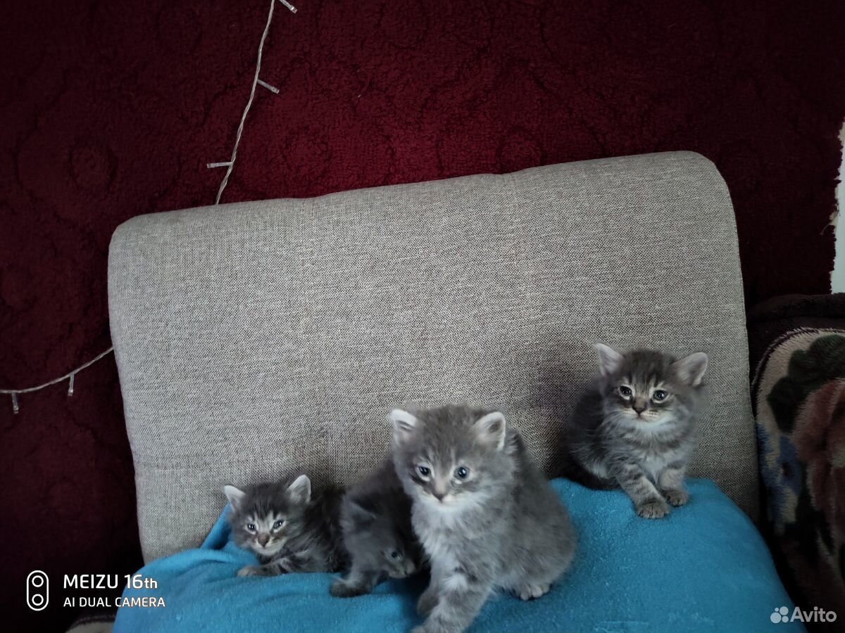 Котята купить на Зозу.ру - фотография № 10