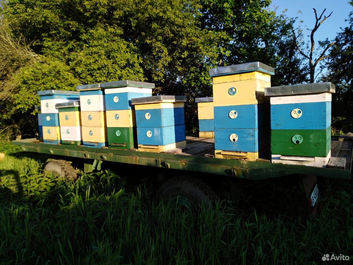 Ульи пчелинные купить на Зозу.ру - фотография № 1