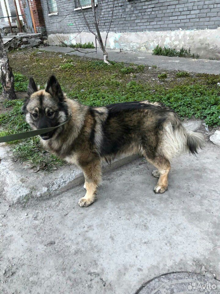 Собака ищет хозяина купить на Зозу.ру - фотография № 2