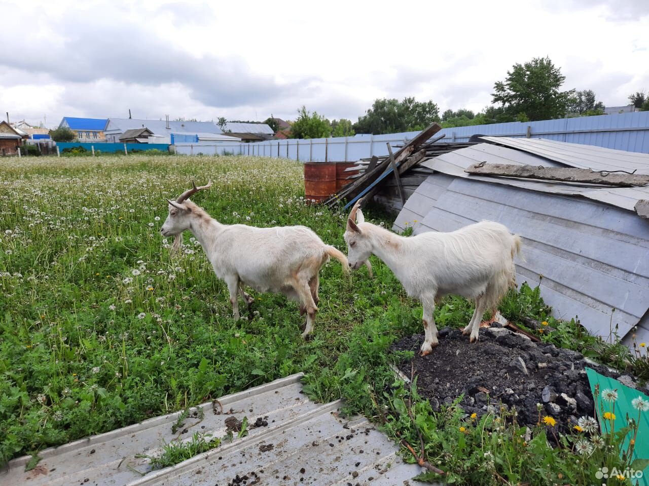Две козы пуховой породы купить на Зозу.ру - фотография № 2