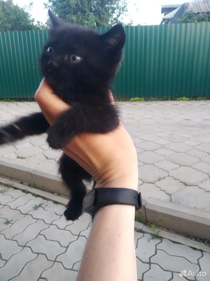 Отдам котов купить на Зозу.ру - фотография № 1
