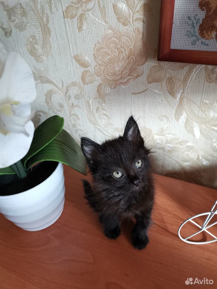 Котята в новый дом купить на Зозу.ру - фотография № 5