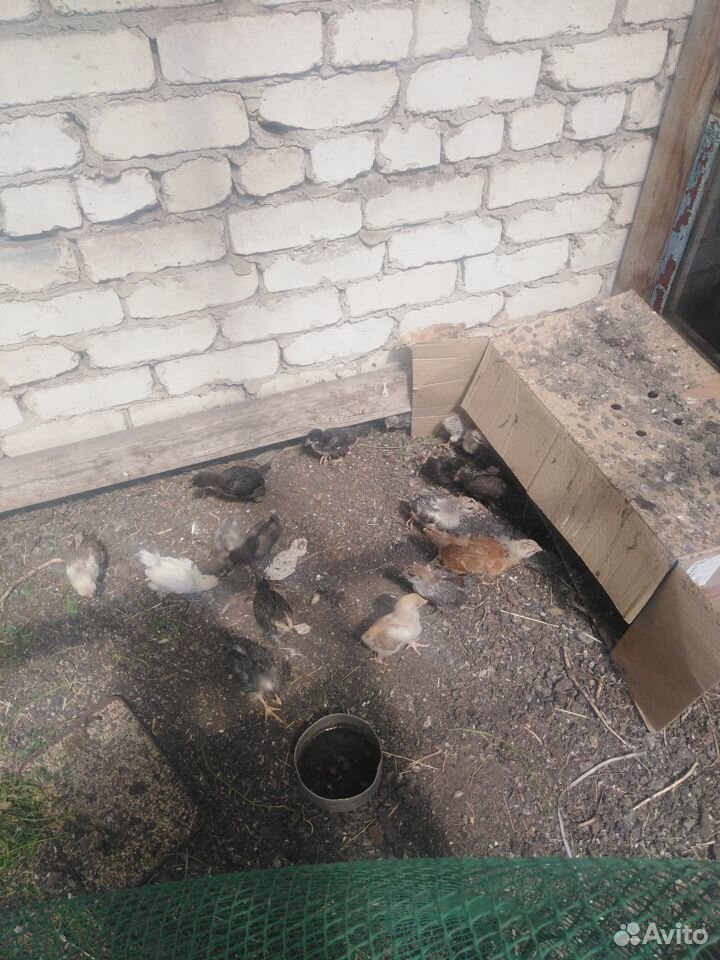 Кролики, куры, индоутки купить на Зозу.ру - фотография № 4