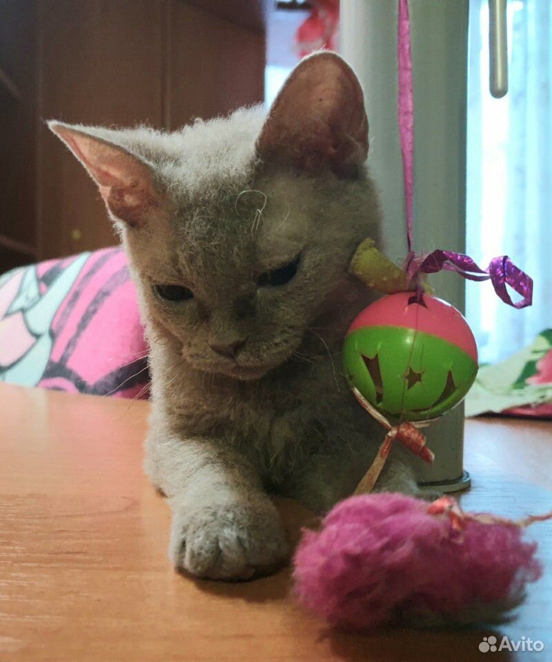 Эксклюзивный лиловый котик купить на Зозу.ру - фотография № 8