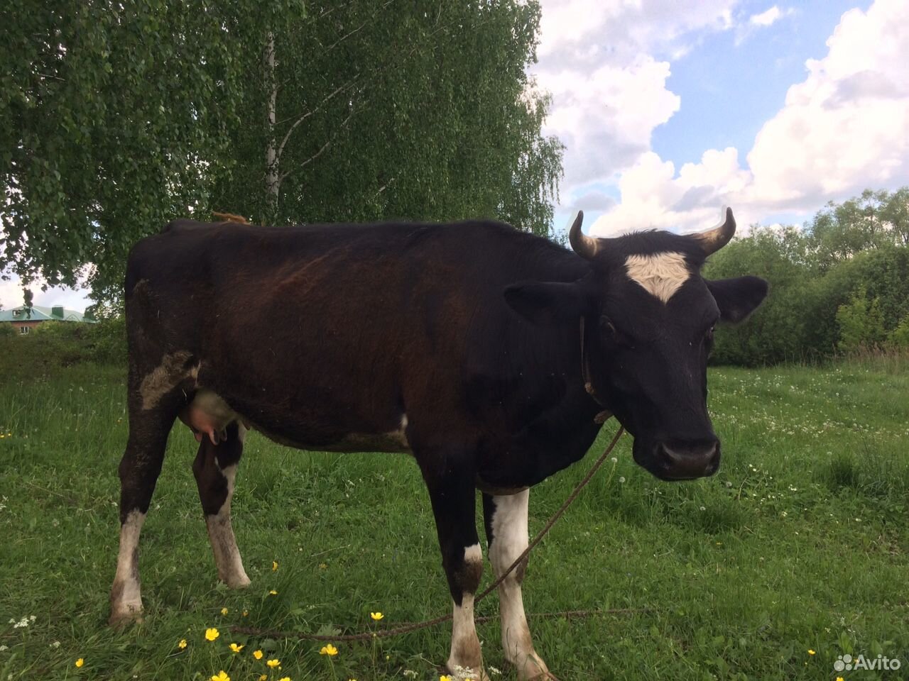 Продаю корову купить на Зозу.ру - фотография № 3