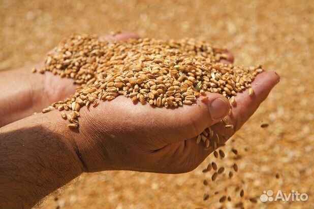 Пшеница 120 ведро купить на Зозу.ру - фотография № 1