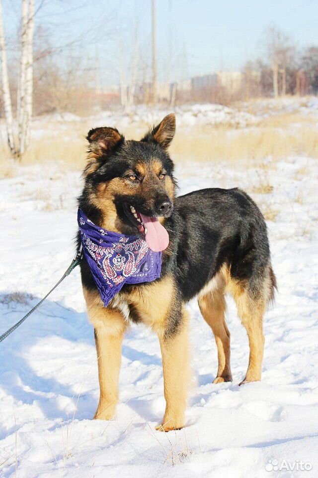 Молодой активный пёс Дени купить на Зозу.ру - фотография № 6