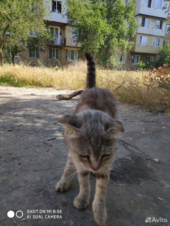 Кошка шотланка вислоухая купить на Зозу.ру - фотография № 6
