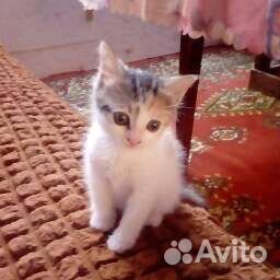 Котенок (кошка) купить на Зозу.ру - фотография № 1