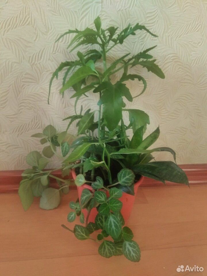 Комнатные растения, цветочный садик купить на Зозу.ру - фотография № 1