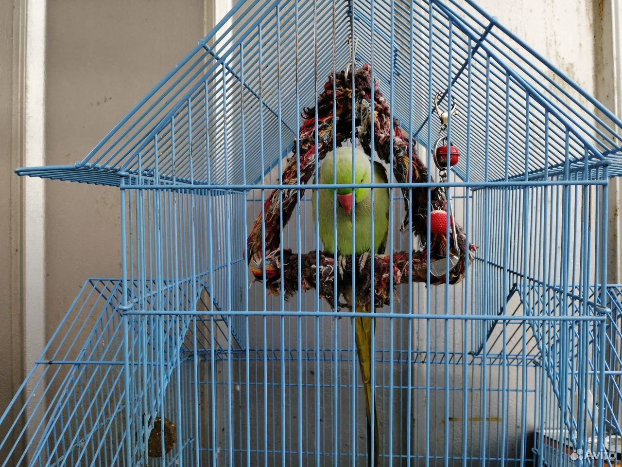 Продаю попугая купить на Зозу.ру - фотография № 1