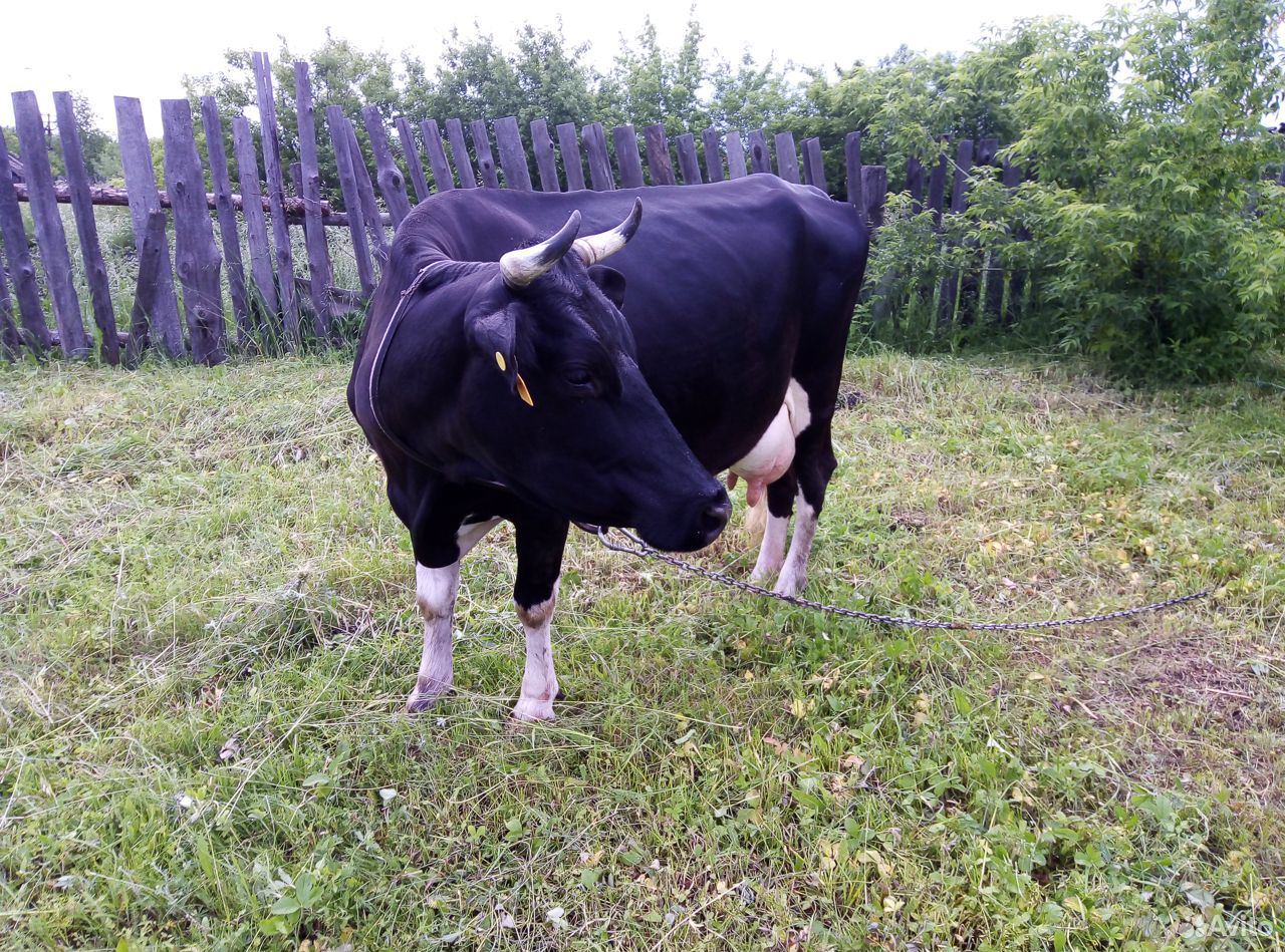 Продаётся корова купить на Зозу.ру - фотография № 7