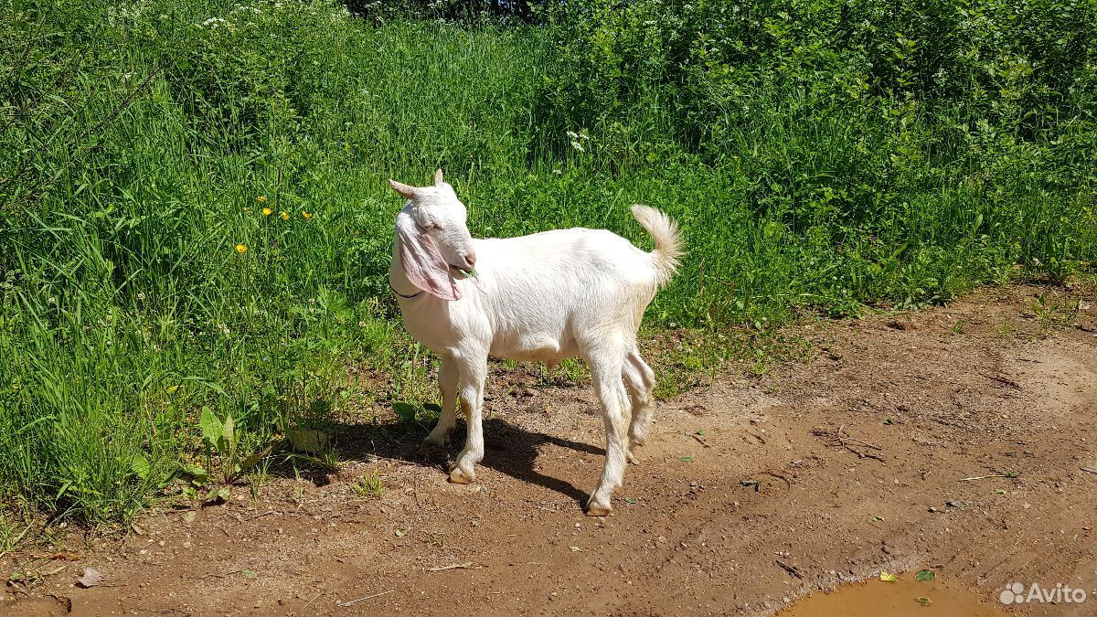 Нубийские козы купить на Зозу.ру - фотография № 3