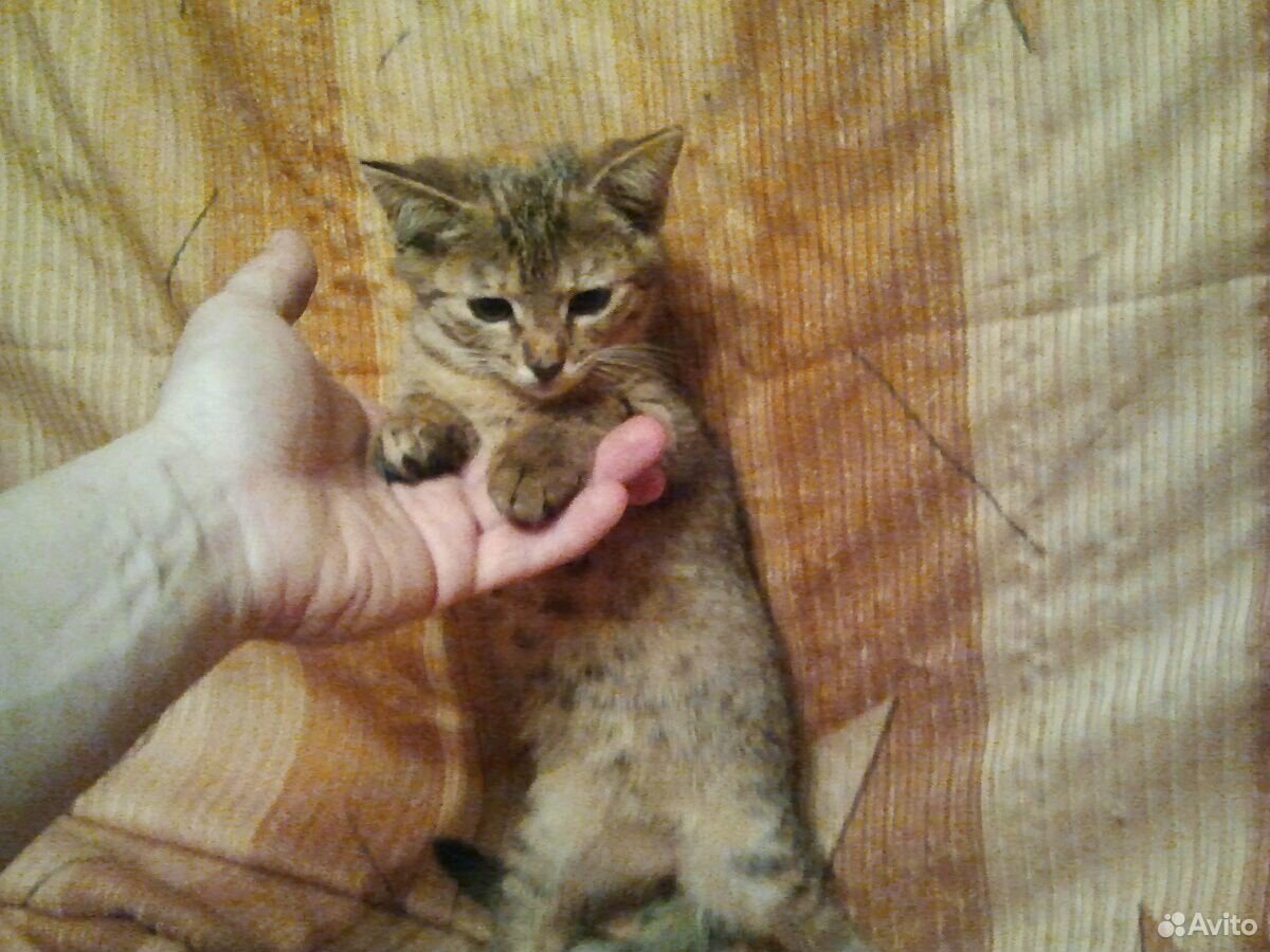 Котёнок в добрые руки самочка купить на Зозу.ру - фотография № 8