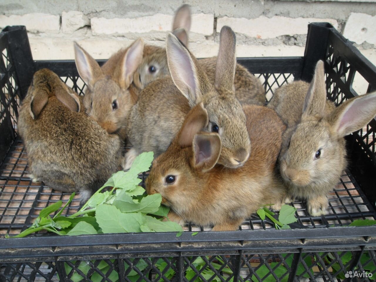 Кролики на откорм купить на Зозу.ру - фотография № 1