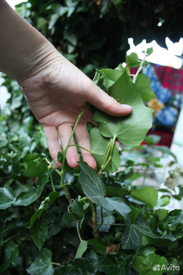 Плющ садовый- вечнозеленый, морозостойкий купить на Зозу.ру - фотография № 6