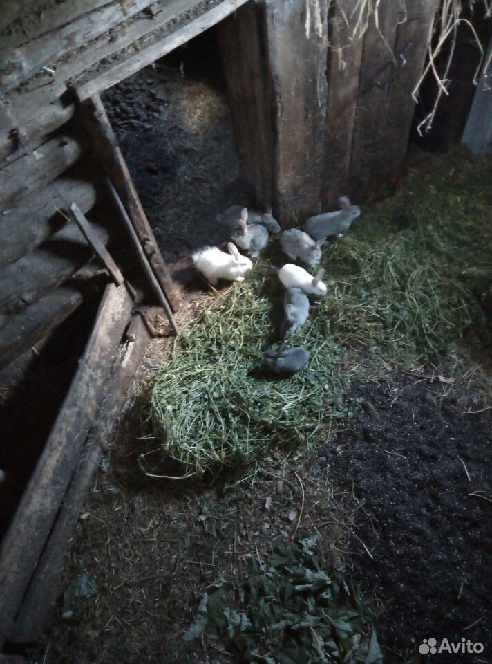 Кролики 3,5х месячные купить на Зозу.ру - фотография № 3