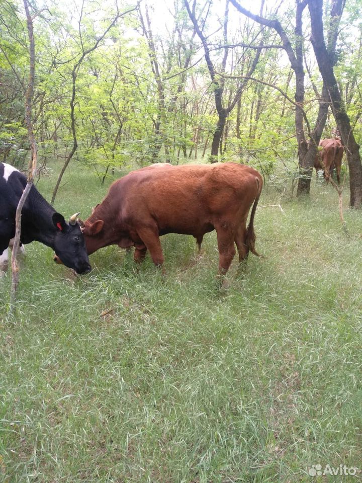 Корова телки бычки купить на Зозу.ру - фотография № 7