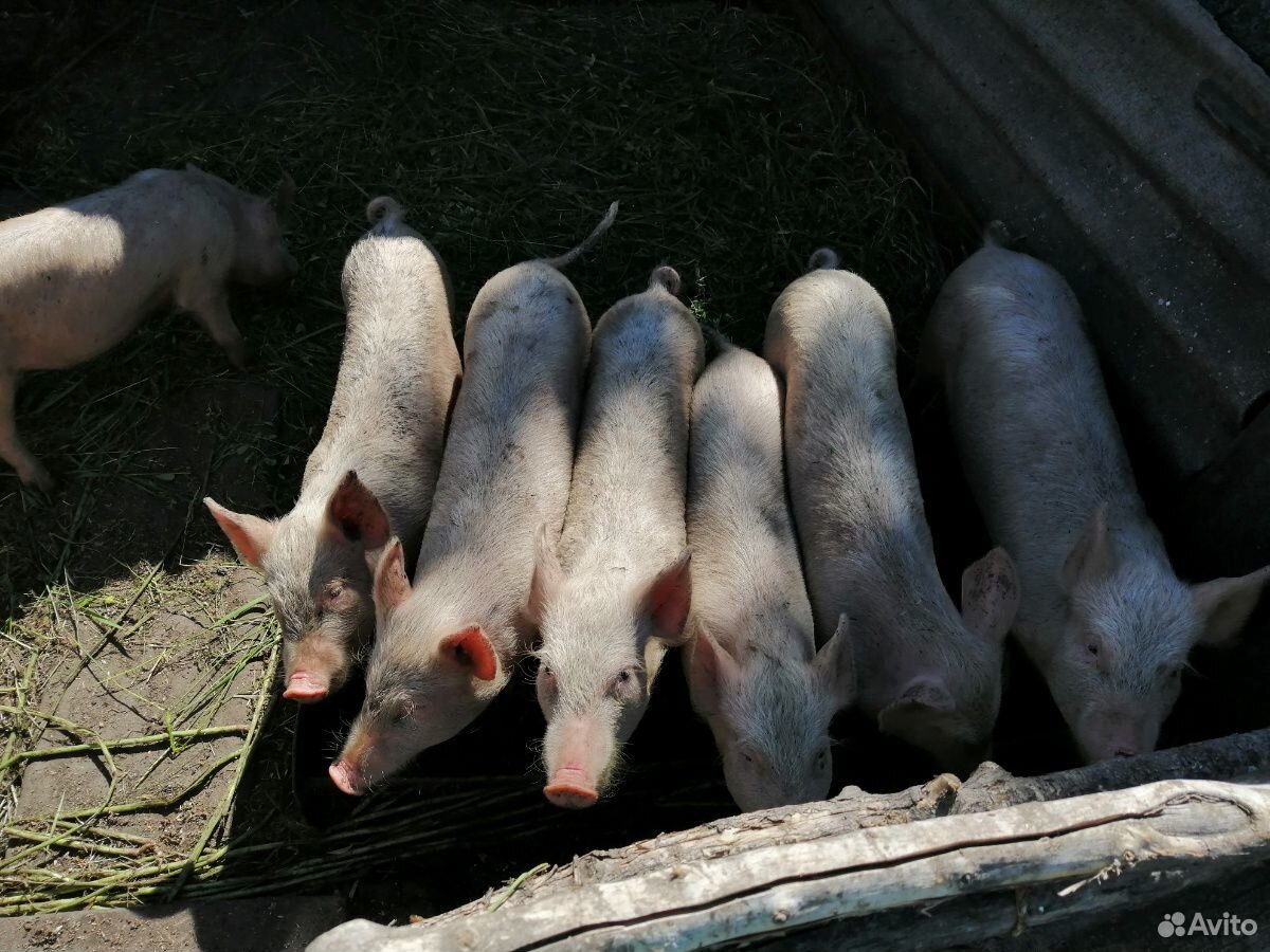 Ростовская область свиньи