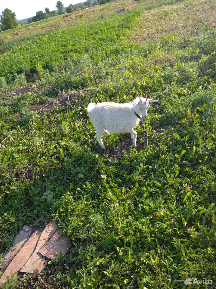 Зааненские козы и козел,козочки купить на Зозу.ру - фотография № 3