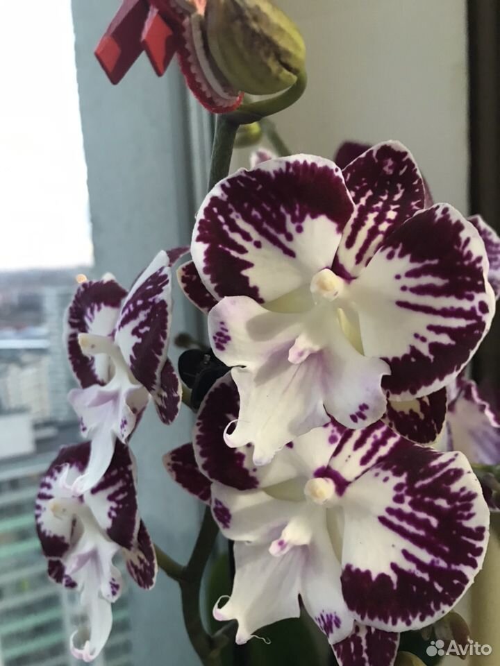 Орхидея фаленопсис Биг Лип Tinkerbell Kiss купить на Зозу.ру - фотография № 2