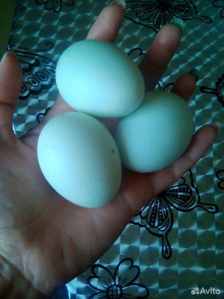 Продам инкубационные яйца бирюзового цвета,порода купить на Зозу.ру - фотография № 1