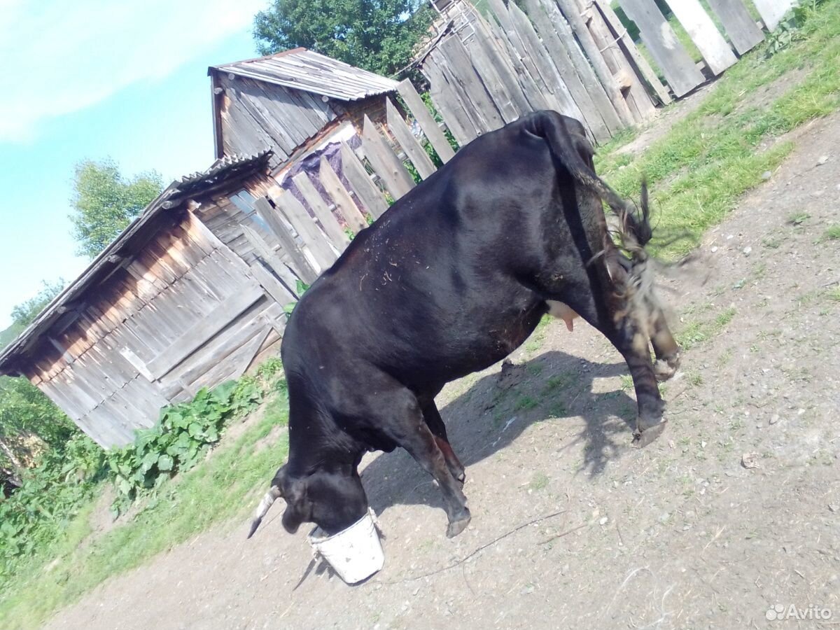 Обменяю корову на кабылу купить на Зозу.ру - фотография № 4