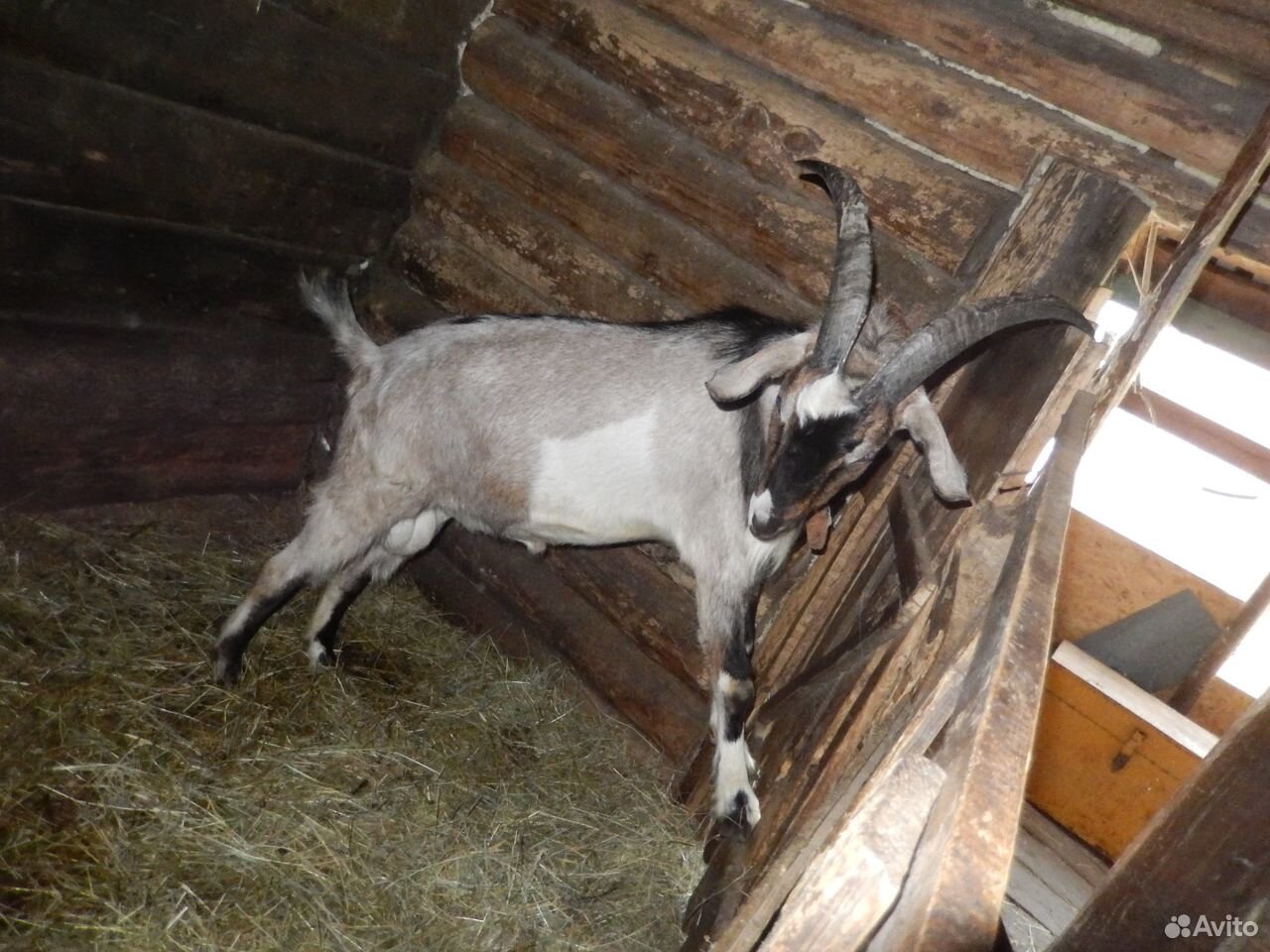 Предлагаю молочных коз с козлятами купить на Зозу.ру - фотография № 4