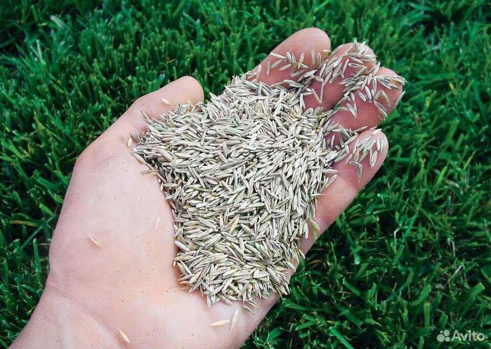Как выглядят семена газонной травы фото с названием