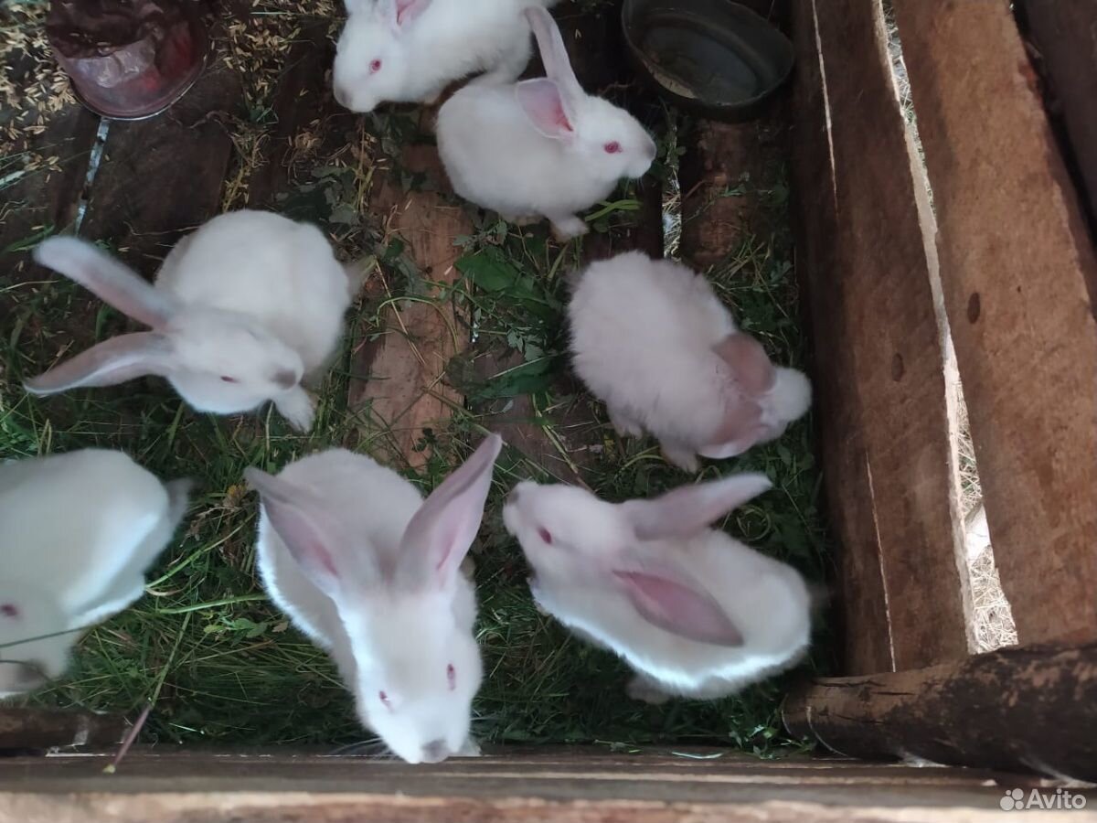 Кролики Великаны+Шиншиллы купить на Зозу.ру - фотография № 2