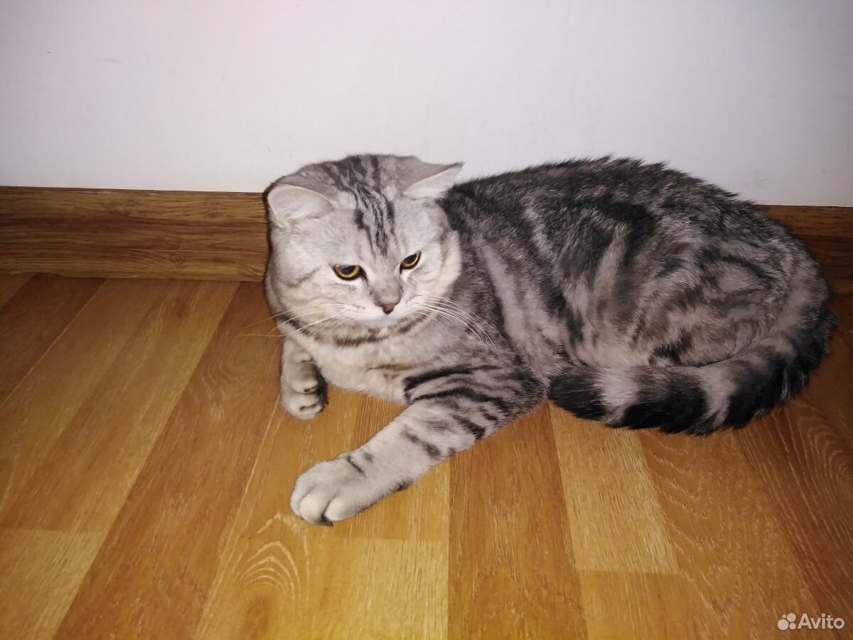 Продам котенка купить на Зозу.ру - фотография № 3