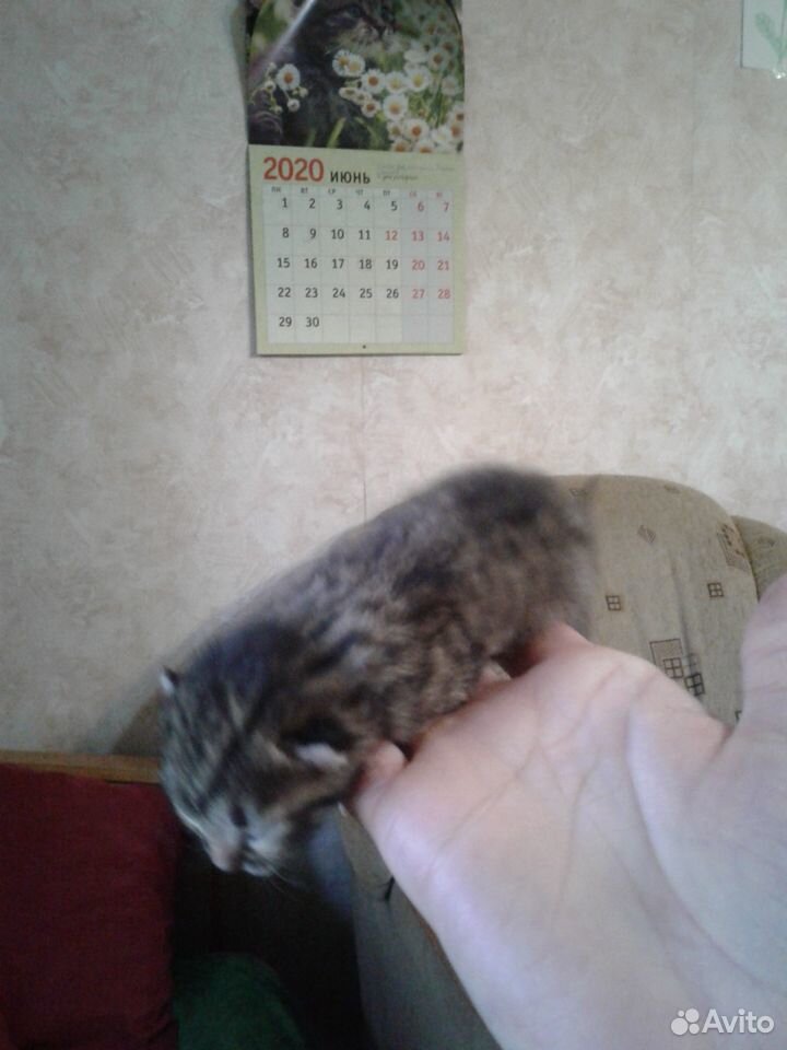 Котенки бесплатно купить на Зозу.ру - фотография № 3