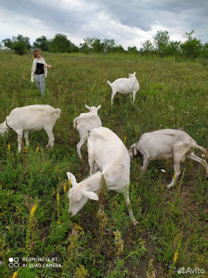 Продаются козы и козёл купить на Зозу.ру - фотография № 3