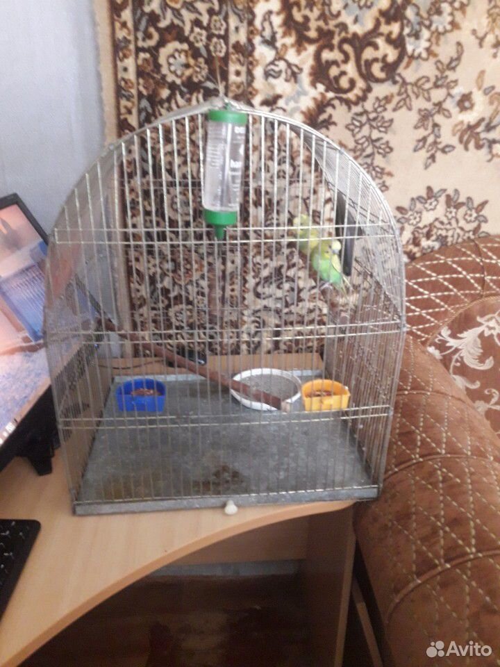 Клетка+два неразлучные папугаи купить на Зозу.ру - фотография № 2