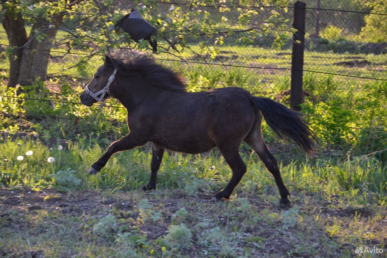 Шетлендские пони на продажу, пони-ферма купить на Зозу.ру - фотография № 7