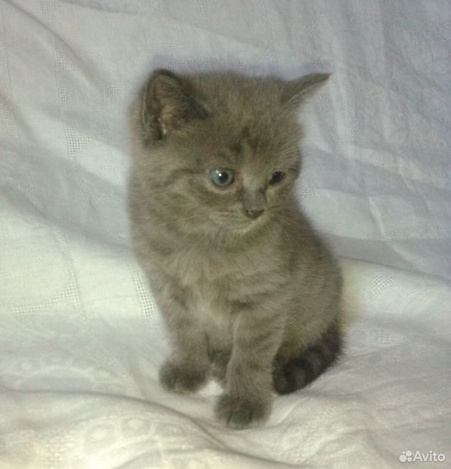 Котенок Муся в заботливые руки (1 месяц) купить на Зозу.ру - фотография № 2