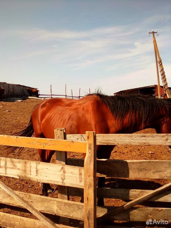 Лошадь,жеребец,кобыла купить на Зозу.ру - фотография № 1