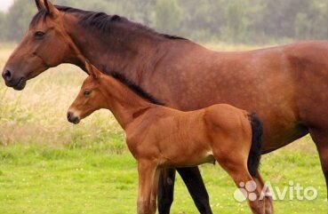 Продается лошадь, возраст 1 год и 3 месяца купить на Зозу.ру - фотография № 1