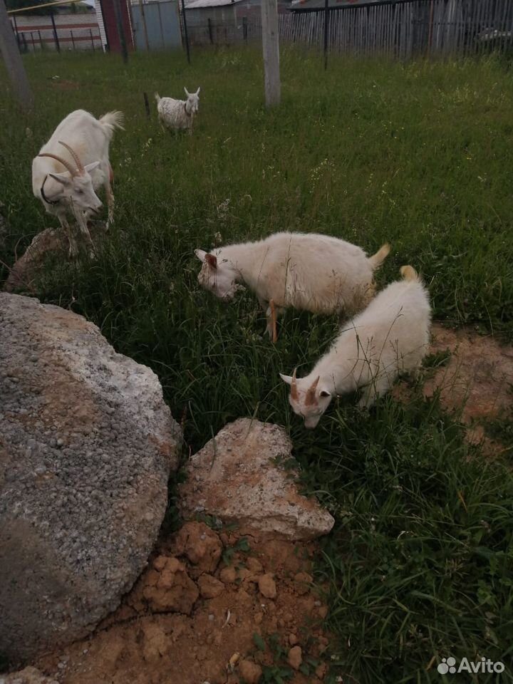 Четыре молодых козы купить на Зозу.ру - фотография № 7