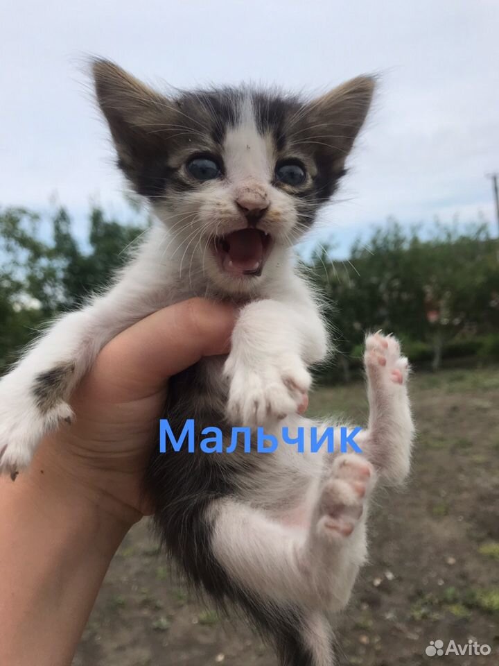Хорошие котята в добрые руки купить на Зозу.ру - фотография № 4