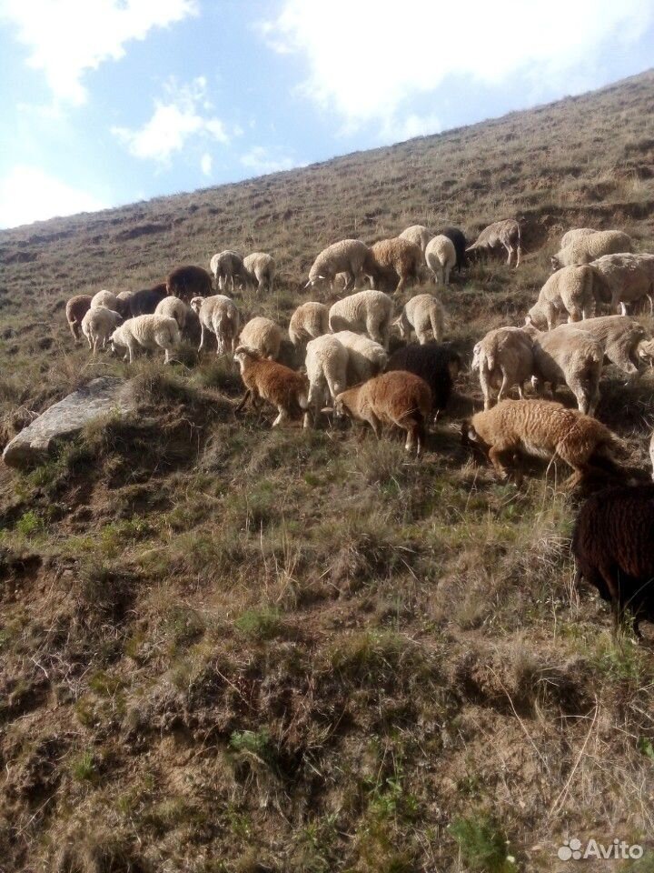 Овцы качкари ярки акот февраль март купить на Зозу.ру - фотография № 3