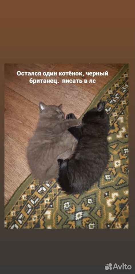 Котенокк купить на Зозу.ру - фотография № 1