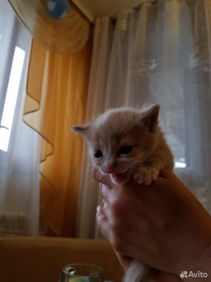 Отдадим котят в добрые руки купить на Зозу.ру - фотография № 2