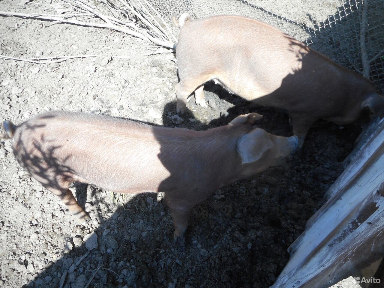 На племя свинки и хряк дюрок, свиньи на мясо купить на Зозу.ру - фотография № 3