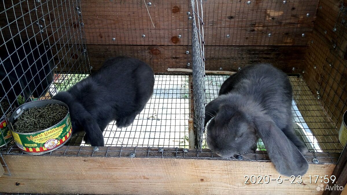 Кролики французский баран купить на Зозу.ру - фотография № 6
