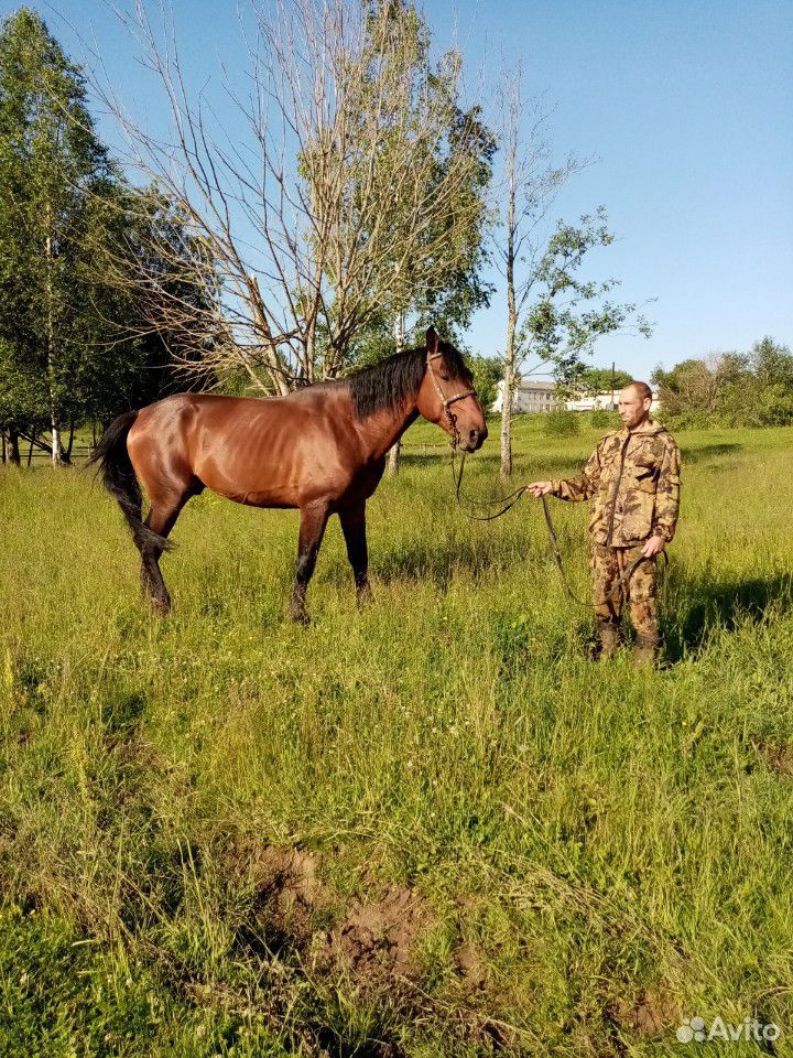 Лошадь купить на Зозу.ру - фотография № 8