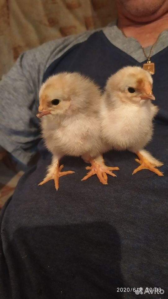 Цыплята возраст 10 дней, трёх недельные и месячные купить на Зозу.ру - фотография № 1
