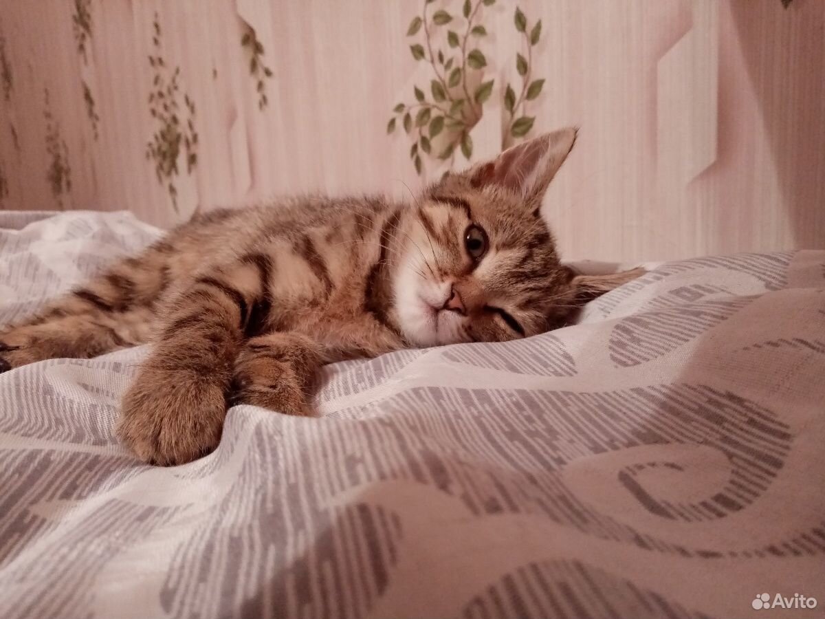 Кошка Мона купить на Зозу.ру - фотография № 2